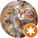 annalisa satta profile picture